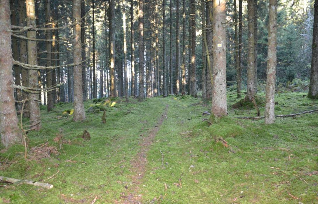 Living Timeless- Black Forest Style- Schoenwald Bagian luar foto