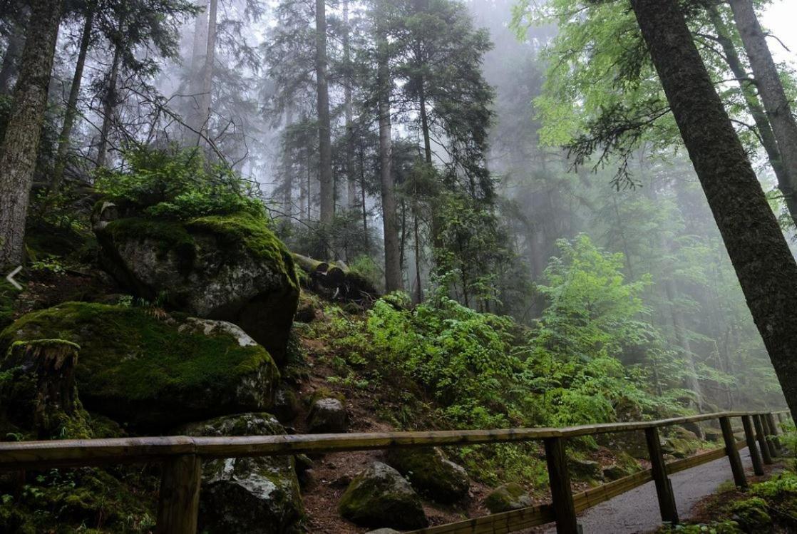 Living Timeless- Black Forest Style- Schoenwald Bagian luar foto